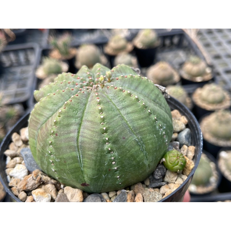 大戟Euphorbia meloformis x obesa / 貴青玉x晃玉（布紋球） /實生 2吋