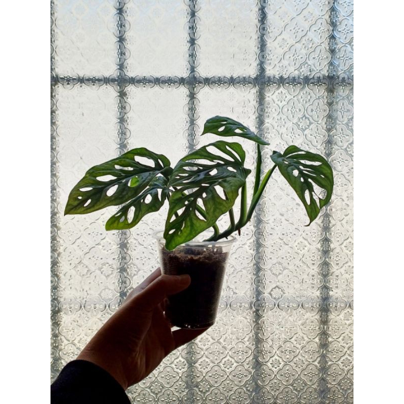 🪴窗孔龜背芋Monstera adansonii 3.5吋塑膠盆栽 水苔