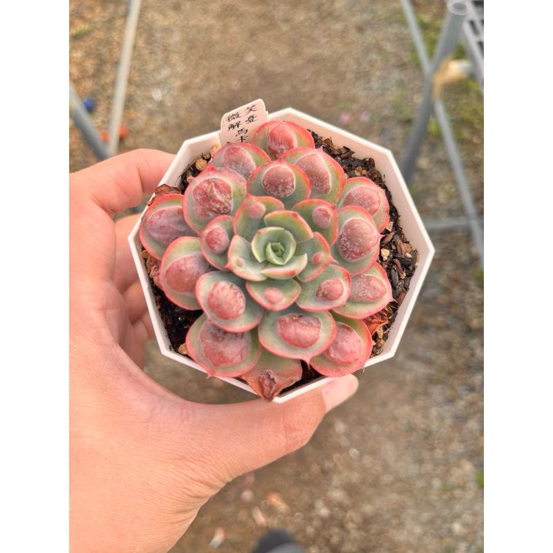 馬卡龍雨滴 進口多肉植物在台灣 漫悠多肉