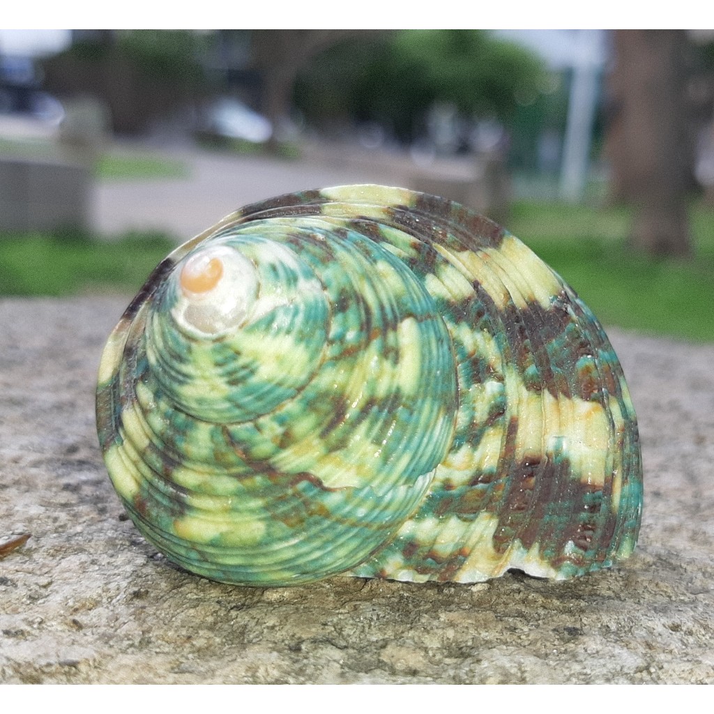 綠蠑螺(魚缸造景/收藏/擺飾)