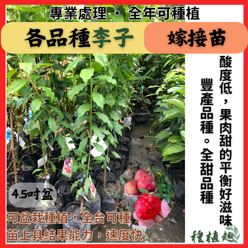 [種植趣] 新品種 李子苗 特大紅肉李 黃肉李 桃接李 西瓜李 櫻桃李 珍珠李 蜜棗李 蜂糖李 貴陽李 黃金李 果樹 苗