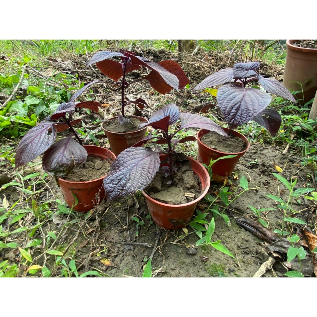 台中 大坑山咖啡農場 【紫蘇 】香草 食用植物 有善果園  天然有機肥  無農藥  3寸盆 安心食用