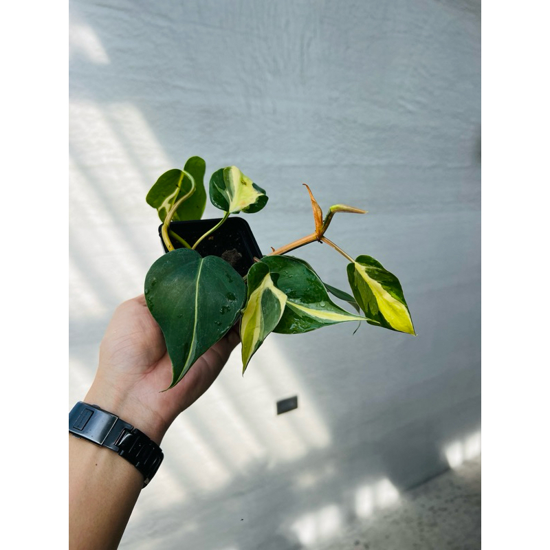 【高木の森】🅑🅞🅣🅐🅝🅘🅒-斑葉心葉蔓綠絨Philodendron hederaceum /觀葉雨林植物