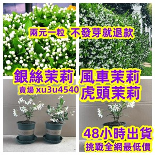 🔥🔥正品對版 開發票 收據【茉莉花種子大全】虎頭茉莉 銀絲茉莉 風車茉莉 多款茉莉種子 四季種植 發芽率高