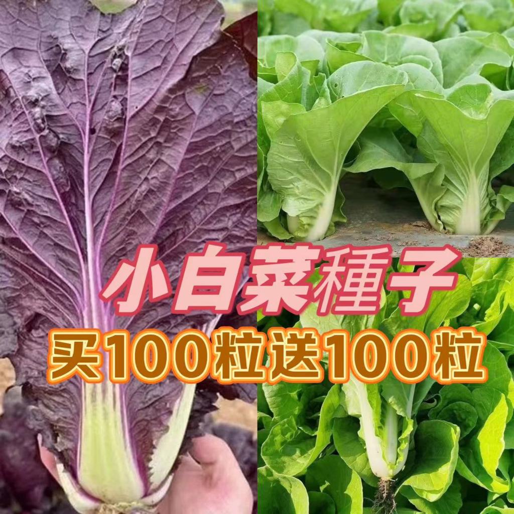 🔥【奶油小白菜種子】 四季菜園蔬菜奶油快菜 7天發芽一個月採摘 紫白菜蔬菜種子 庭院陽台種子 四季播種