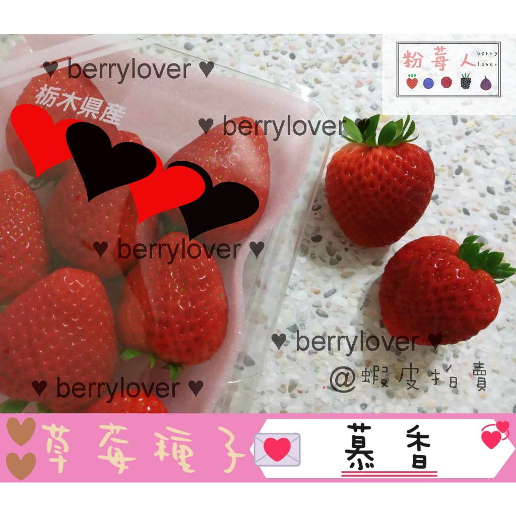 ❤️粉莓人🖤日本草莓  草莓種子 慕香