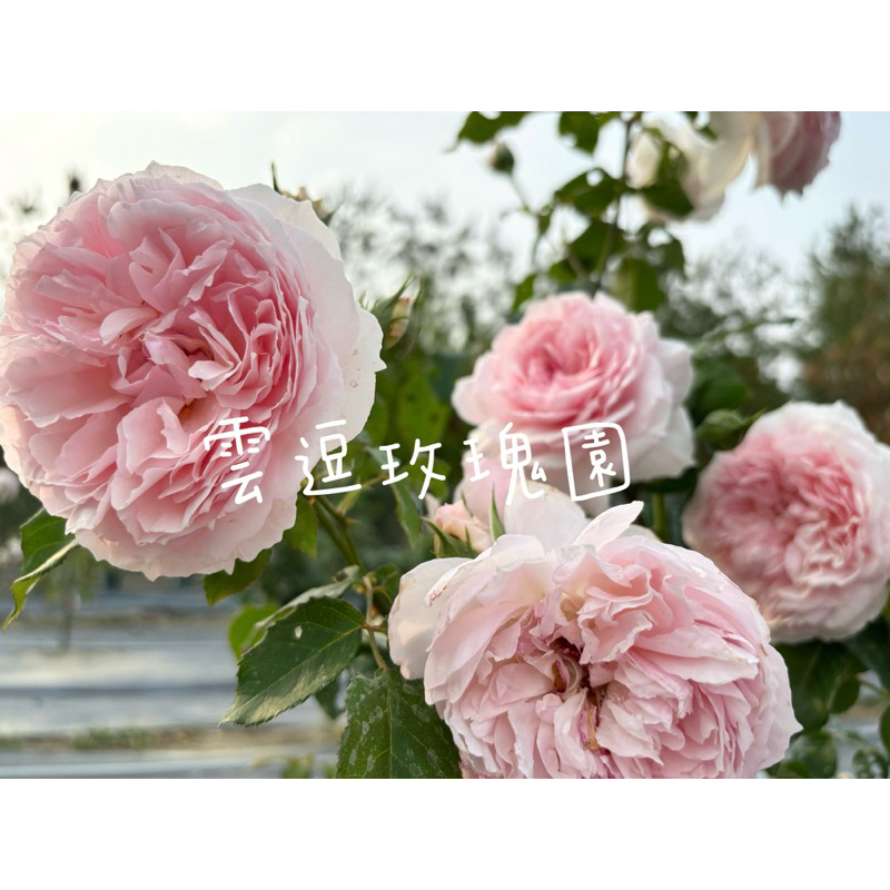 玫瑰花🌹小型藤本.經典英國玫瑰.威基伍德玫瑰🌹使用玫瑰專用土.蔓性月季玫瑰花
