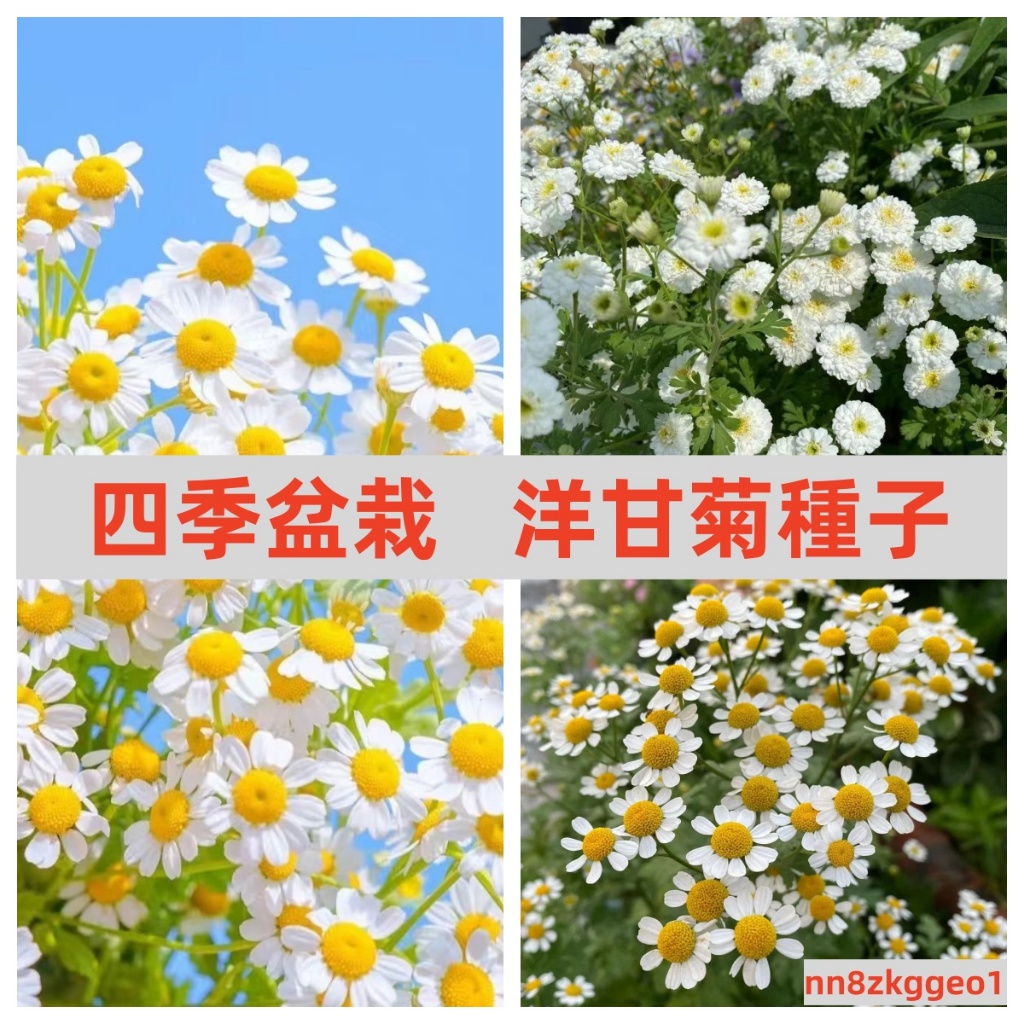 🔥【洋甘菊花種子】小雛菊種子易爆盆四季開花易活花卉種子菊花種子批發