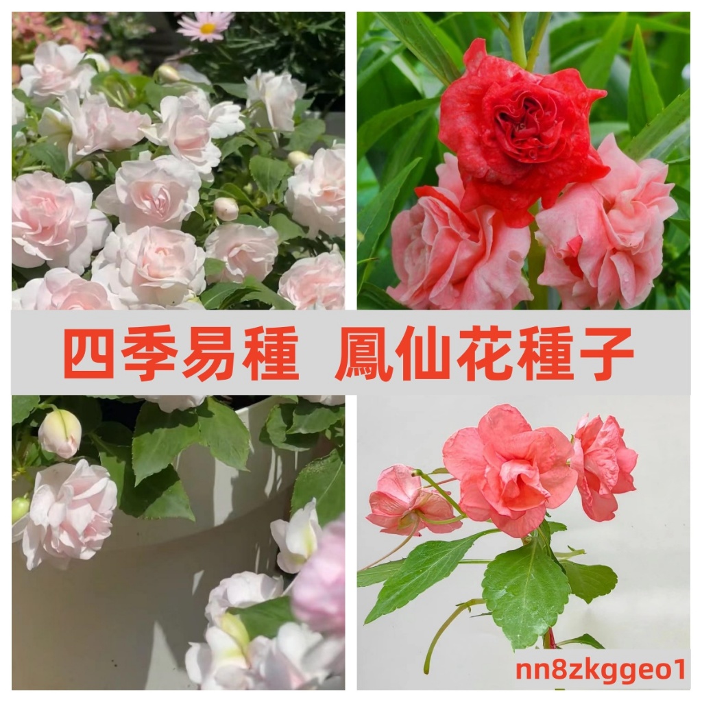 🔥【台灣鳳仙花種子】限時搶購 重辦鳳仙花種子 易種 陽臺 四季盆栽