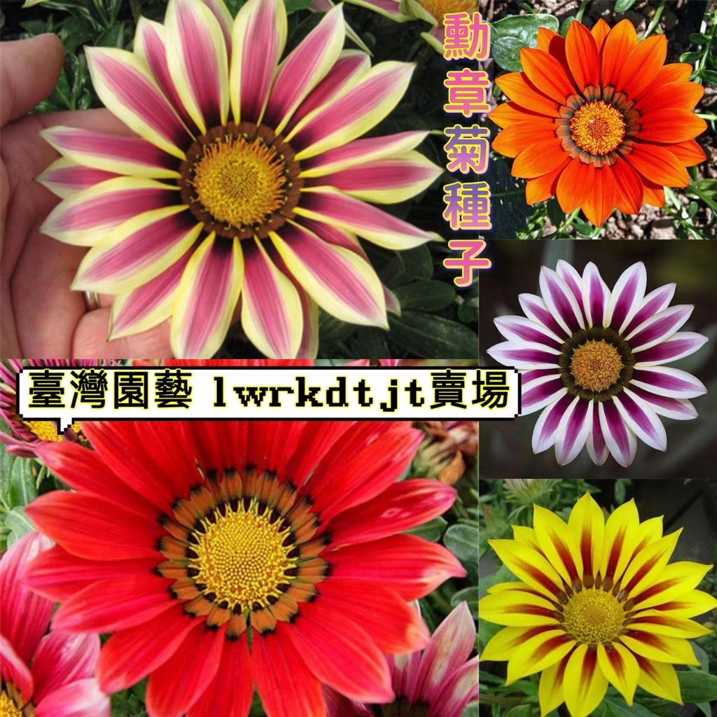 🔥✨蝦皮熱銷【開發票】收據【勋章菊種子】菊花種子非洲太陽花種子 超美菊花 勛章菊花種子 小雛菊 糖果菊乒乓菊種子菊花種子