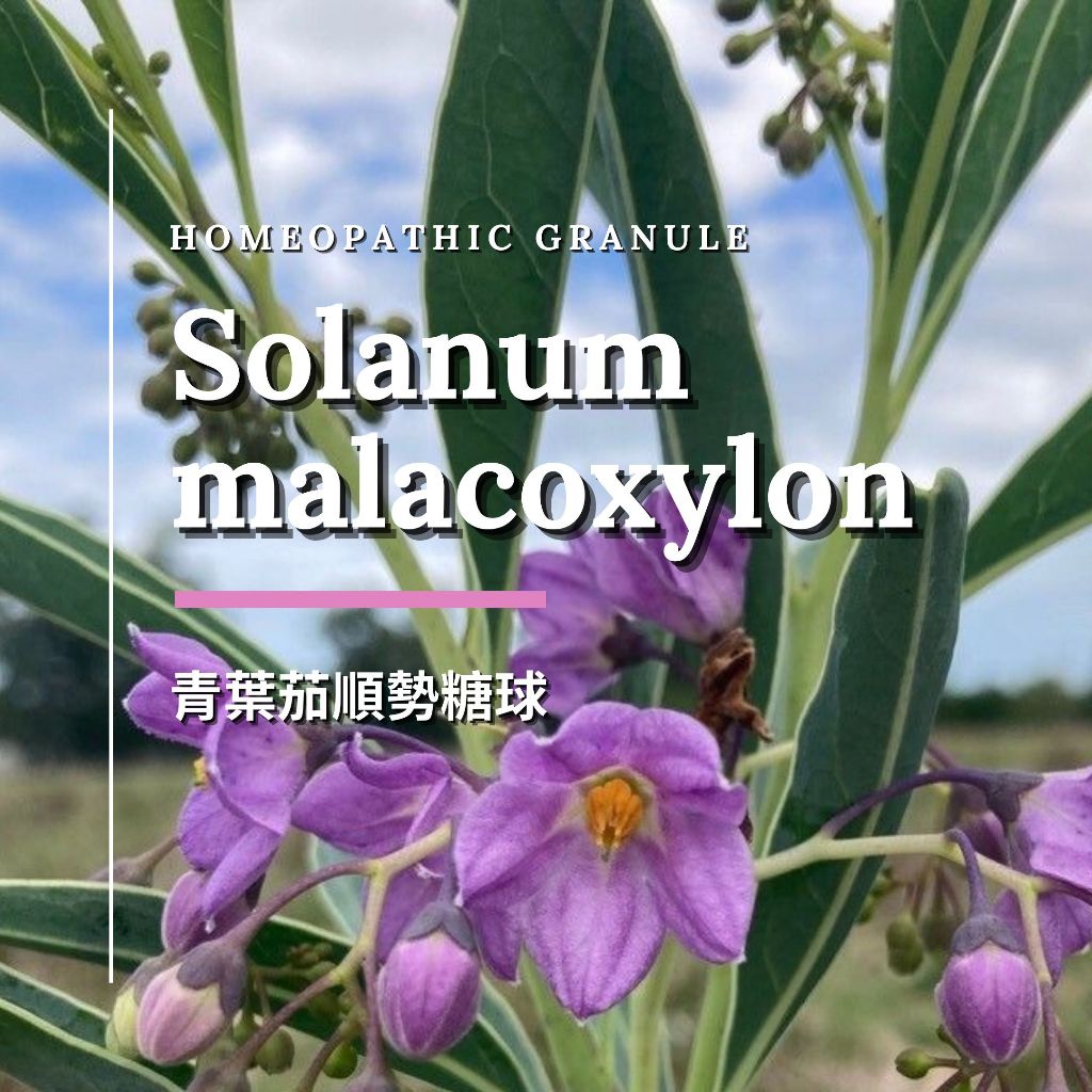 順勢糖球【青葉茄●Solanum malacoxylon】Homeopathic Granule