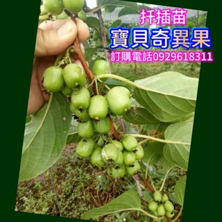 ✅紐西蘭寶貝奇異果✅盆栽【阡插款/已會落葉】3吋盆~5吋盆 紅陽奇異果 黃金奇異果 綠色奇異果 水果苗