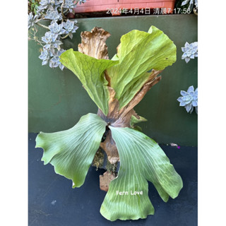『 Fern➰蕨戀➰Love 』「P. Neptune 」海王星 側芽 象耳系列鹿角蕨 園藝裝飾 綠化 珍奇植物