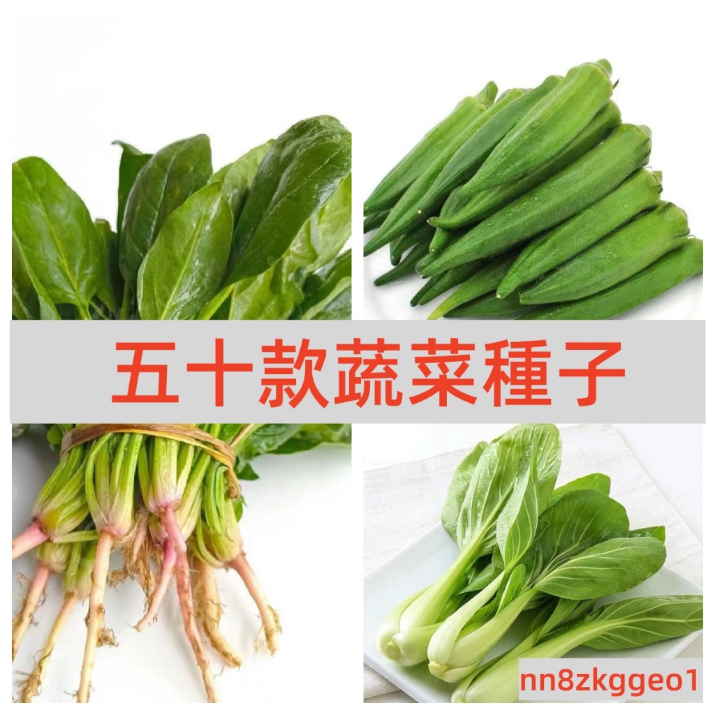 🔥【五十款家庭蔬菜種子】 五十天可生長可多次採摘  庭院蔬菜種子雞毛菜 番茄 菜心上海青 空心菜 白菜 花椰菜 四季豆