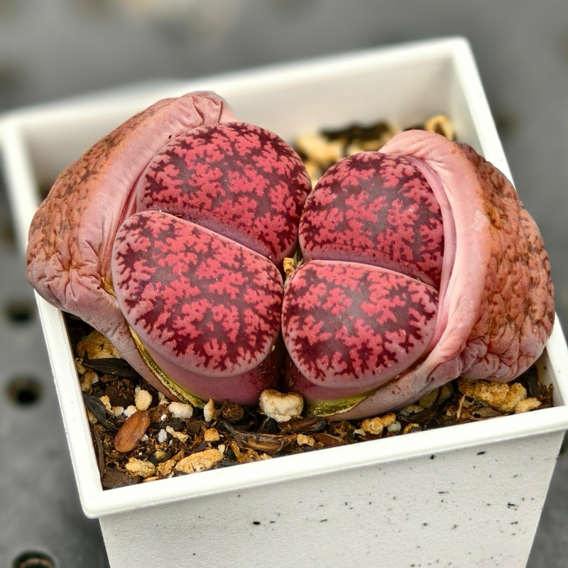 歐版酒紅紫薰 大石頭玉 進口多肉植物在台灣 漫悠多肉