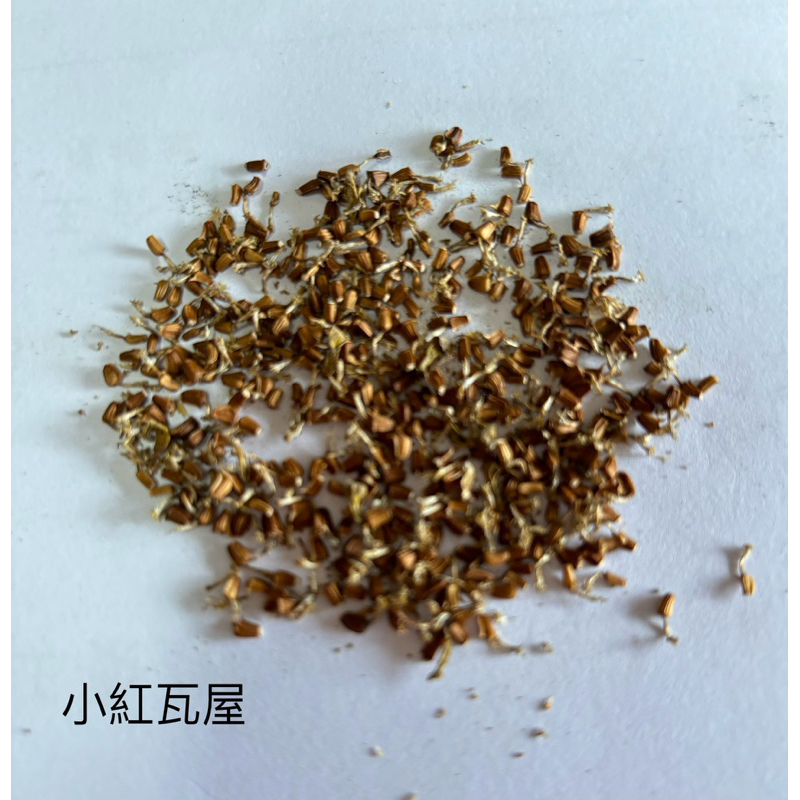 小紅瓦屋.茼蒿種子100粒10元（蔬菜苗種子）