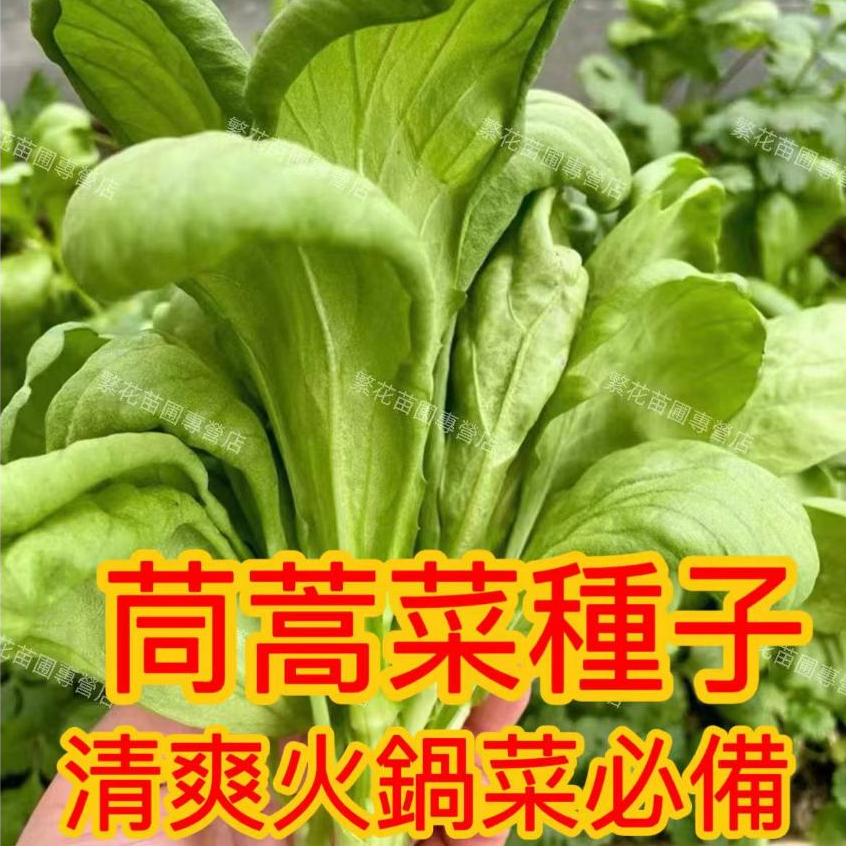 💥💥【皇帝菜種子 茼蒿菜種子】四季種植菜園陽台蔬菜  大葉茼蒿種子皇帝菜 小葉虎耳茼蒿 光杆茼蒿 火鍋菜 四季蔬菜種子