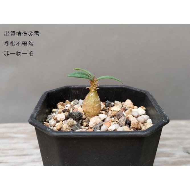 天馬空~Pachypodium succulentum(實生苗直徑1cm，裸根不帶盆)