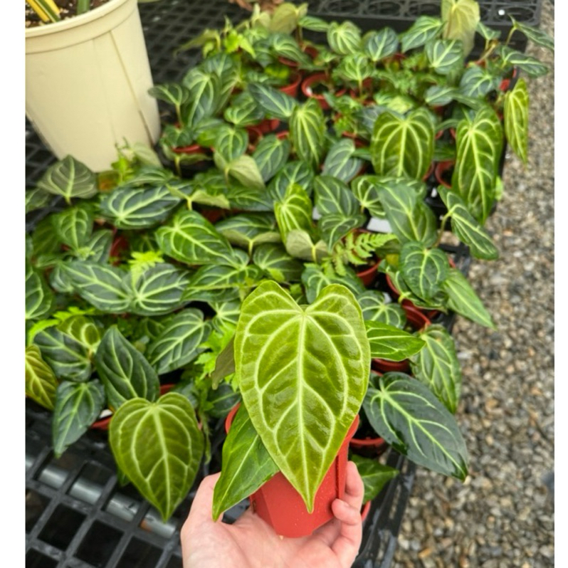 【FancyPlantsy梵希園藝】 Anthurium regale 特選密脈皇火鶴實生苗