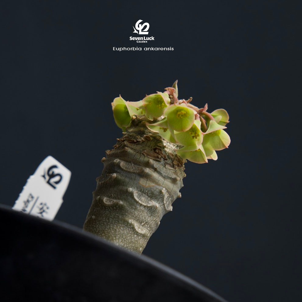 SL's植物園-安卡大戟Euphorbia ankarensis