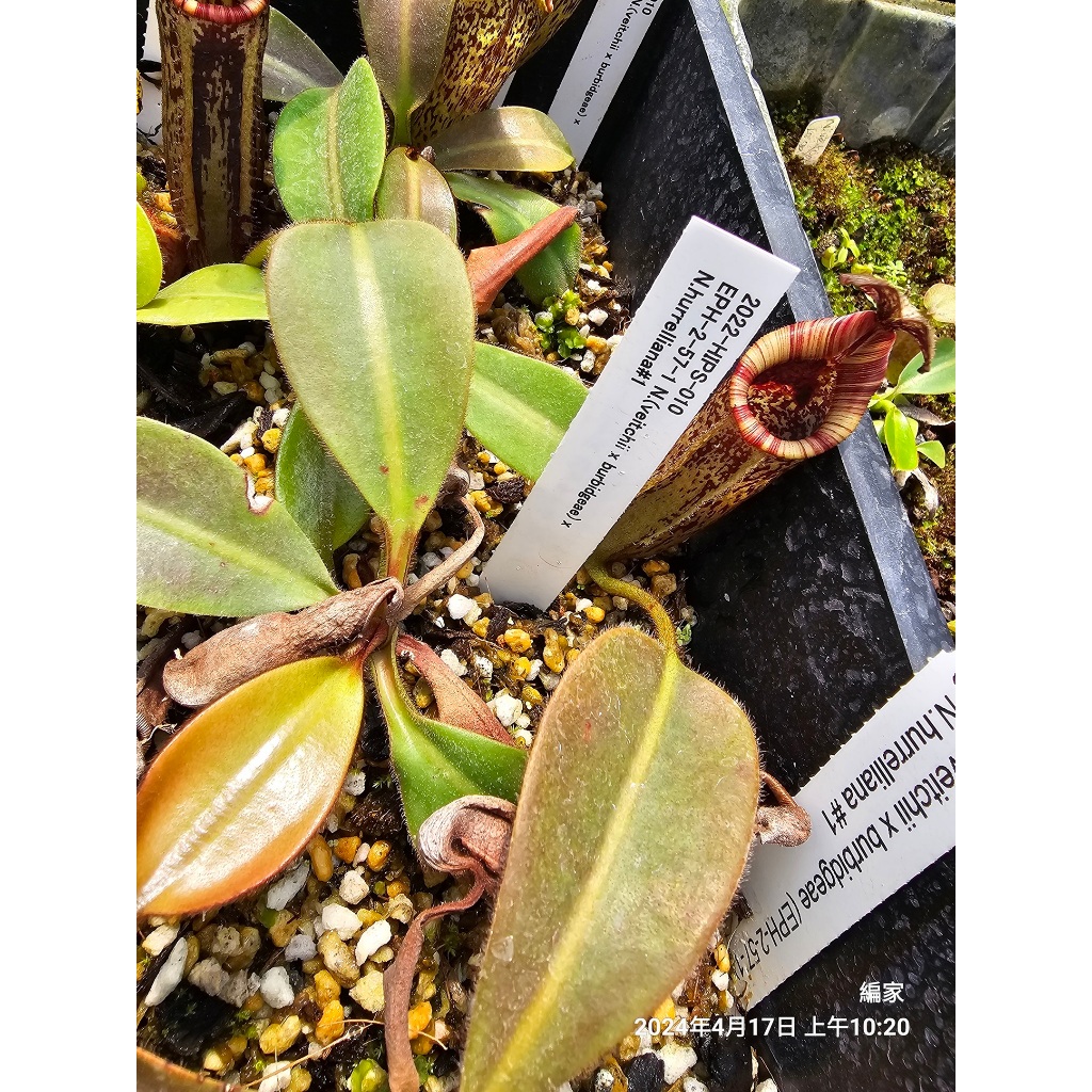 N. (veitchii x burbigeae) x hurrelliana 編家 食蟲植物 豬籠草