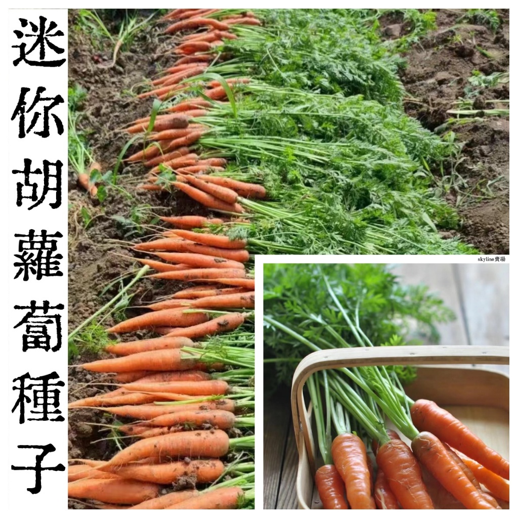 🌱（迷你胡蘿蔔種子） 水果蘿蔔種子 可生吃 四季陽台庭院盆栽種植 超甜兒童水果種子 手指蘿蔔種子 高產蔬菜種子