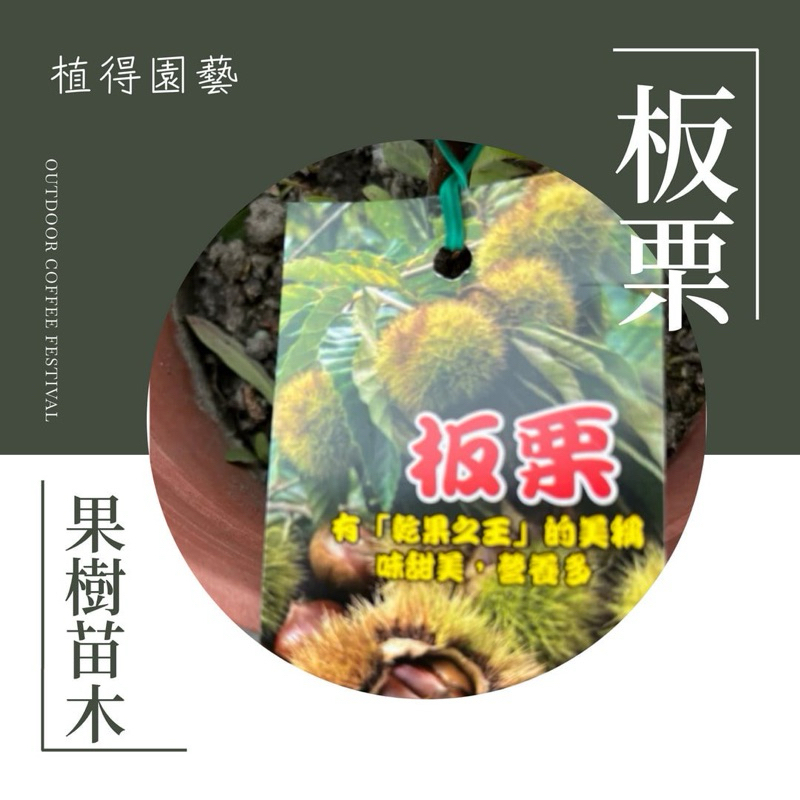 植得｜板栗🌰｜多年生季節性落葉｜果樹苗木