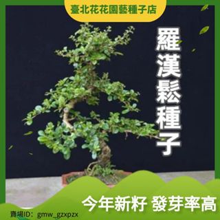 羅漢鬆福建茶雀梅榆樹清香木六月雪榕樹花卉盆景盆栽綠植室內外種子【臺北花花園藝種子店】