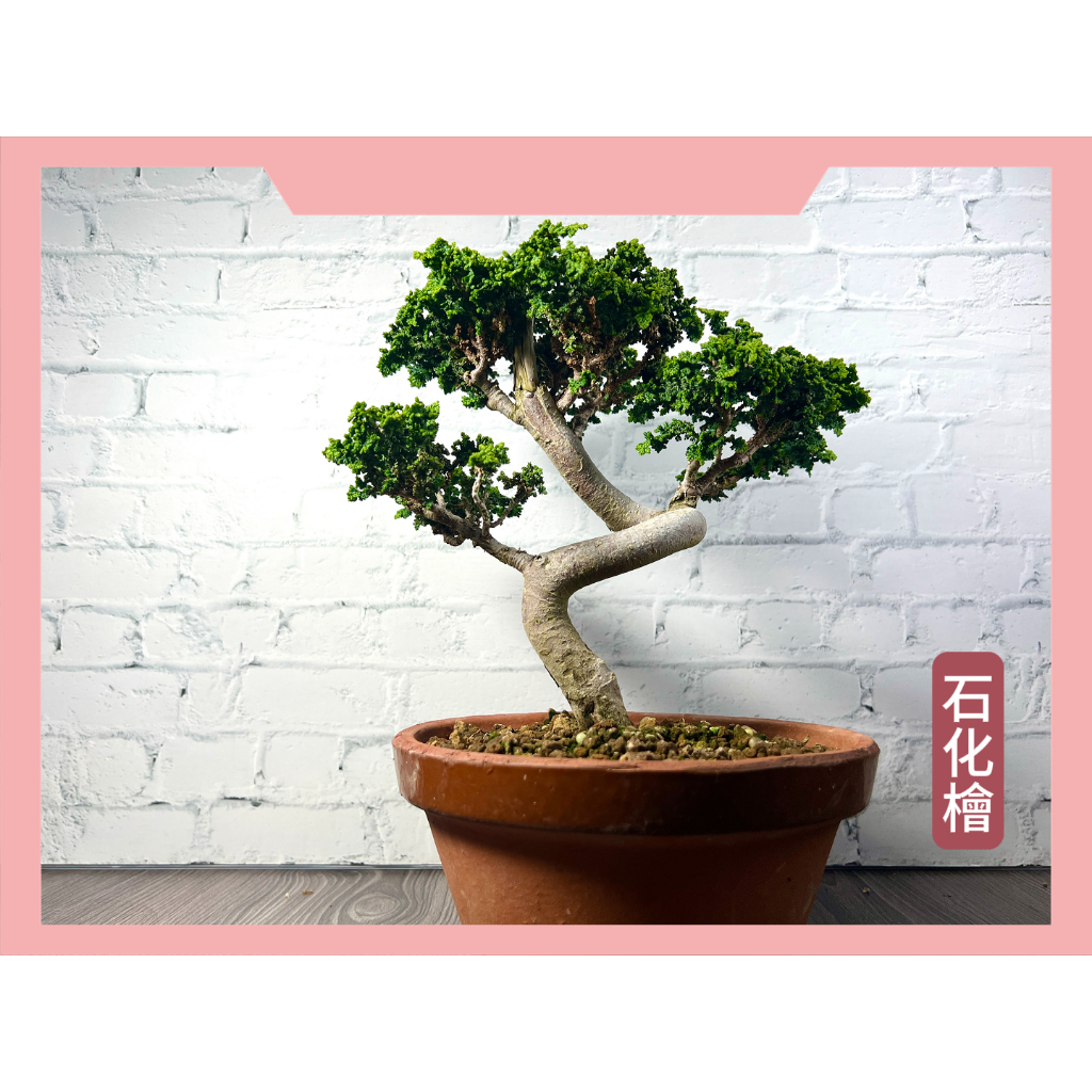 【中村桑植栽】日本石化檜 送禮 祝賀 升官 開店  觀賞 風水擋煞 （參賽展覽等級） 收藏品 純手工製作盆栽