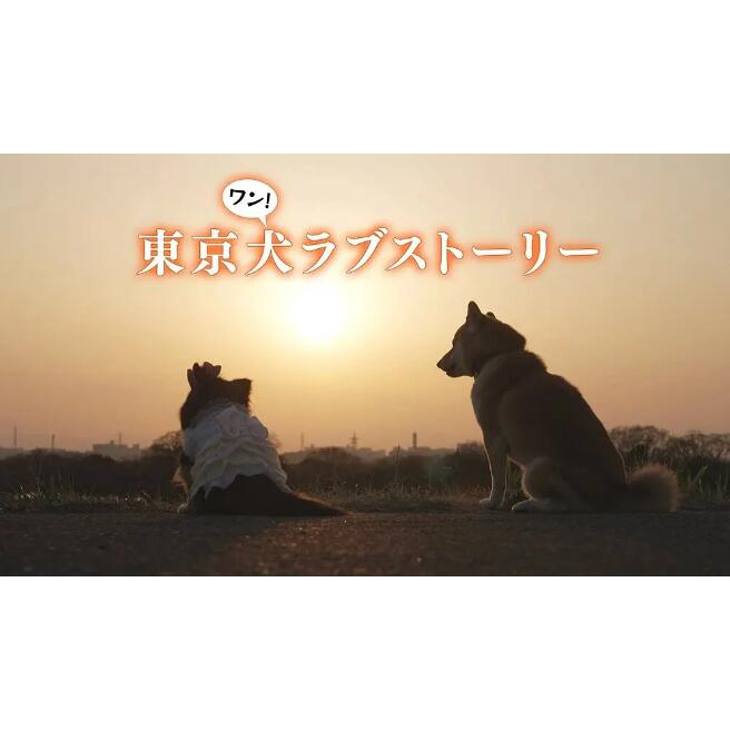 2023日劇 東京犬愛情故事 DVD 杉田智和 高清 全新 盒裝 1片