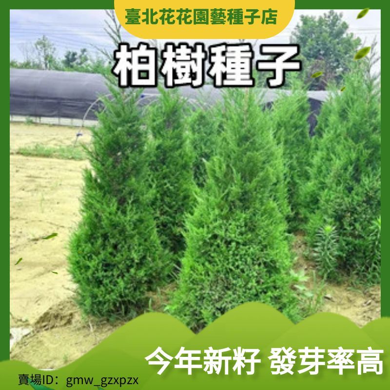 柏樹種子 塔柏扁柏 側柏龍柏鬆柏寶塔柏枝樹柏種子圃長壽樹柏木種子【臺北花花園藝種子店】