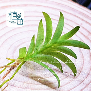 植茁🌿小葉鳶尾蘭 微景觀 苔蘚生態造景 半水景生態缸