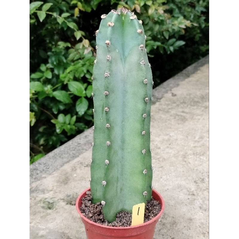 居仙園 仙人掌 神代（小）🌵有傷疤🌵（4/26更新）