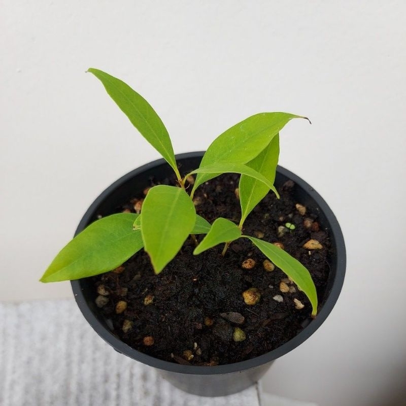 錐果櫟幼苗（殼斗科）
