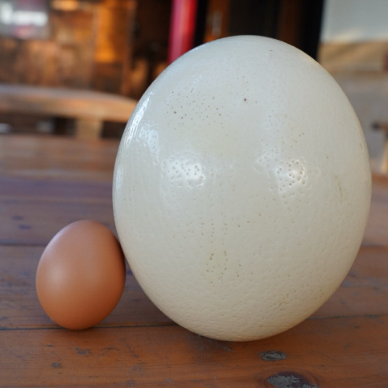 【請私訊勿下單】鴕鳥蛋 免運中 食用 不能孵 彩繪蛋 量多可再議 迅速出貨 ostrich egg
