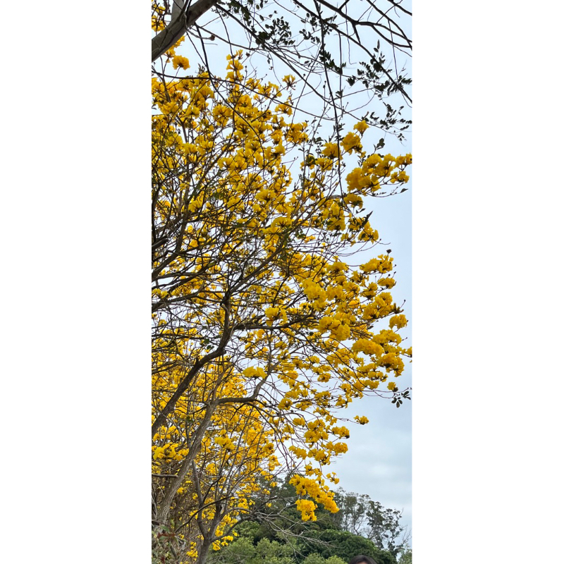 黃花風鈴木種子一份50顆10元。