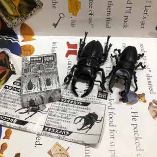 扭蛋 轉蛋 鍬形蟲 昆蟲 獨角仙 玩具 收藏 公仔