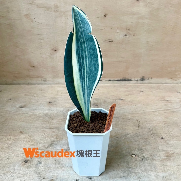 多肉植物 Sansevieria masoniana var. 寶扇錦虎尾蘭