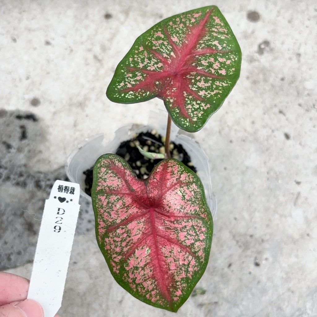 🌵✧植得栽✦【雪后彩葉芋】3吋盆 大爆炸 彩葉芋 泰彩 觀葉植物 天南星 雨林  觀音蓮 蔓綠絨 龜背芋 斑葉 網紅植