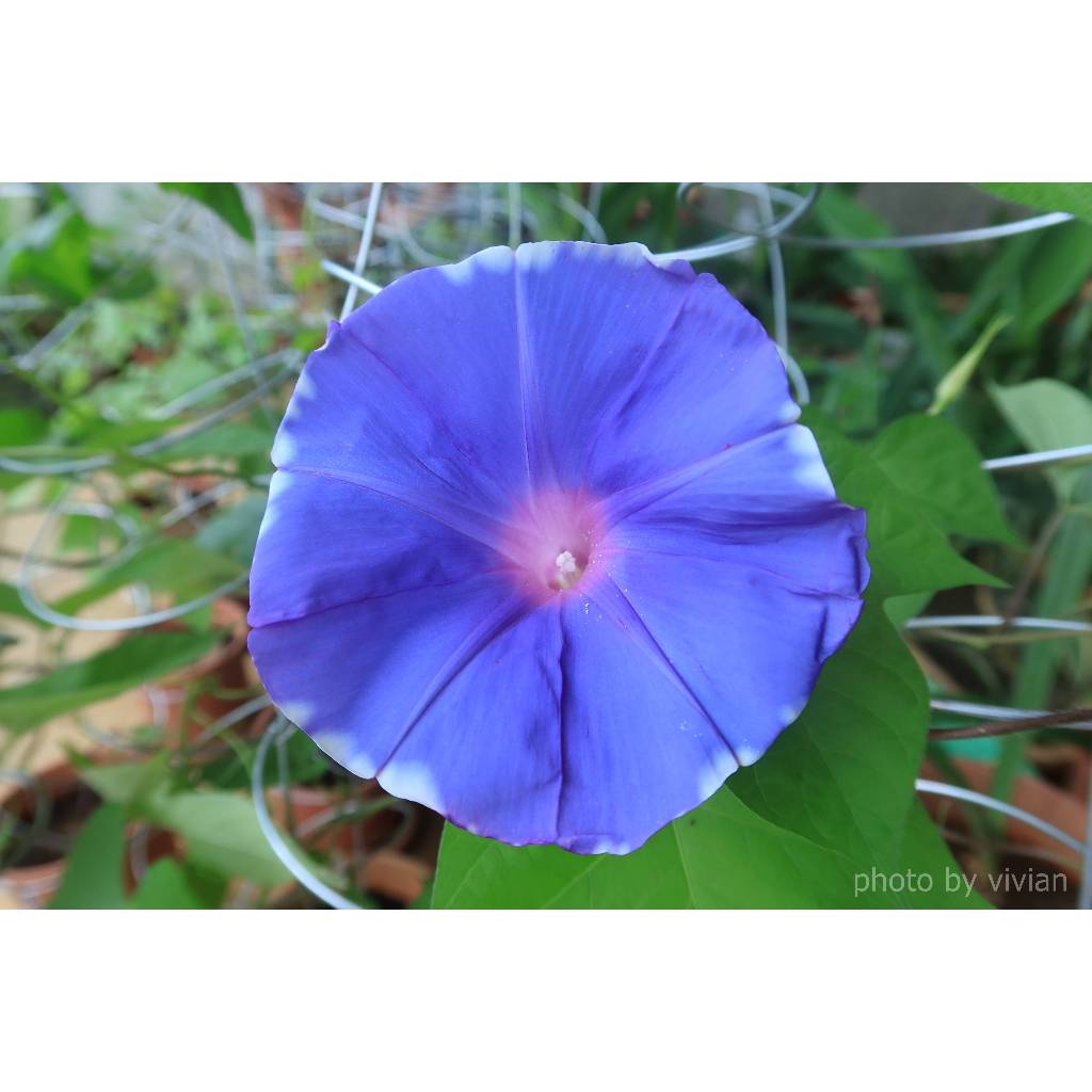 🌺朝顏種子-藍紫(5粒) #牽牛花種子#日系#西系