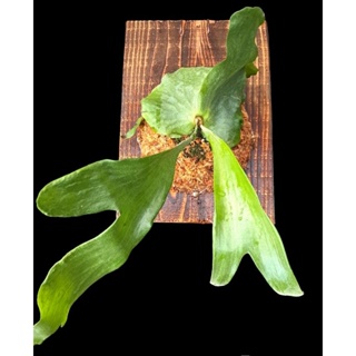 三角鹿角蕨(已上板約35*25*2公分)/含三角鹿角蕨及碳化木板/上板植物/🌿漂流木手工蕨品坊🌿