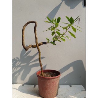【大千園藝】一寸法師 梔子花🌼盆栽 盆景 庭園 綠化植物 觀花 四季開花