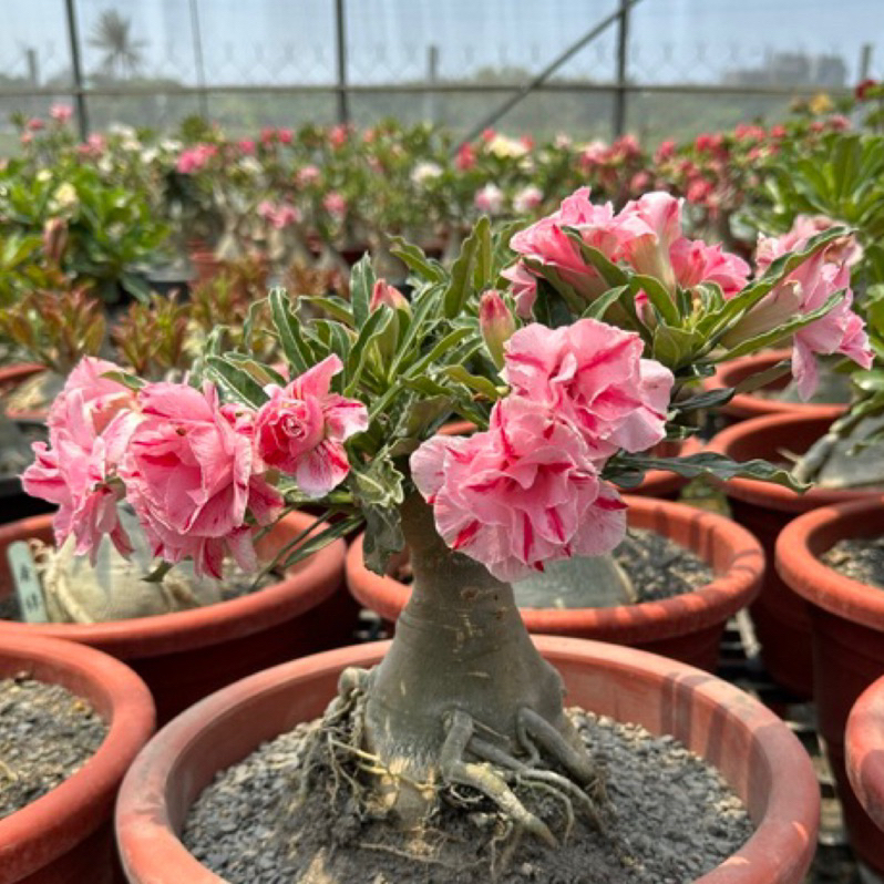 在地小農家 沙漠玫瑰 重瓣品種 嫁接5寸盆（小可愛）