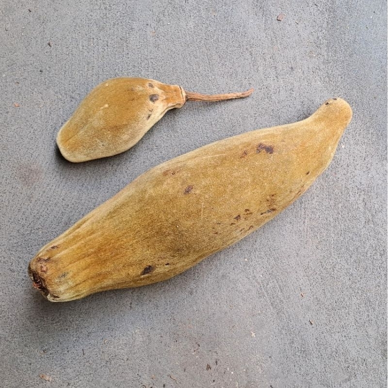 它不是老鼠! 是果實!! 毛茸茸的猢猻木果實販售 猴麵包樹 種子收藏 標本 展示