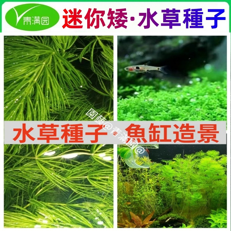 【園藝@青满园@】全場 39 🔥植物魚缸水槽種籽🔥速成水草種子造景水草種子爬地矮 大對葉 小對葉 碗蓮 牛毛草 迷你矮水