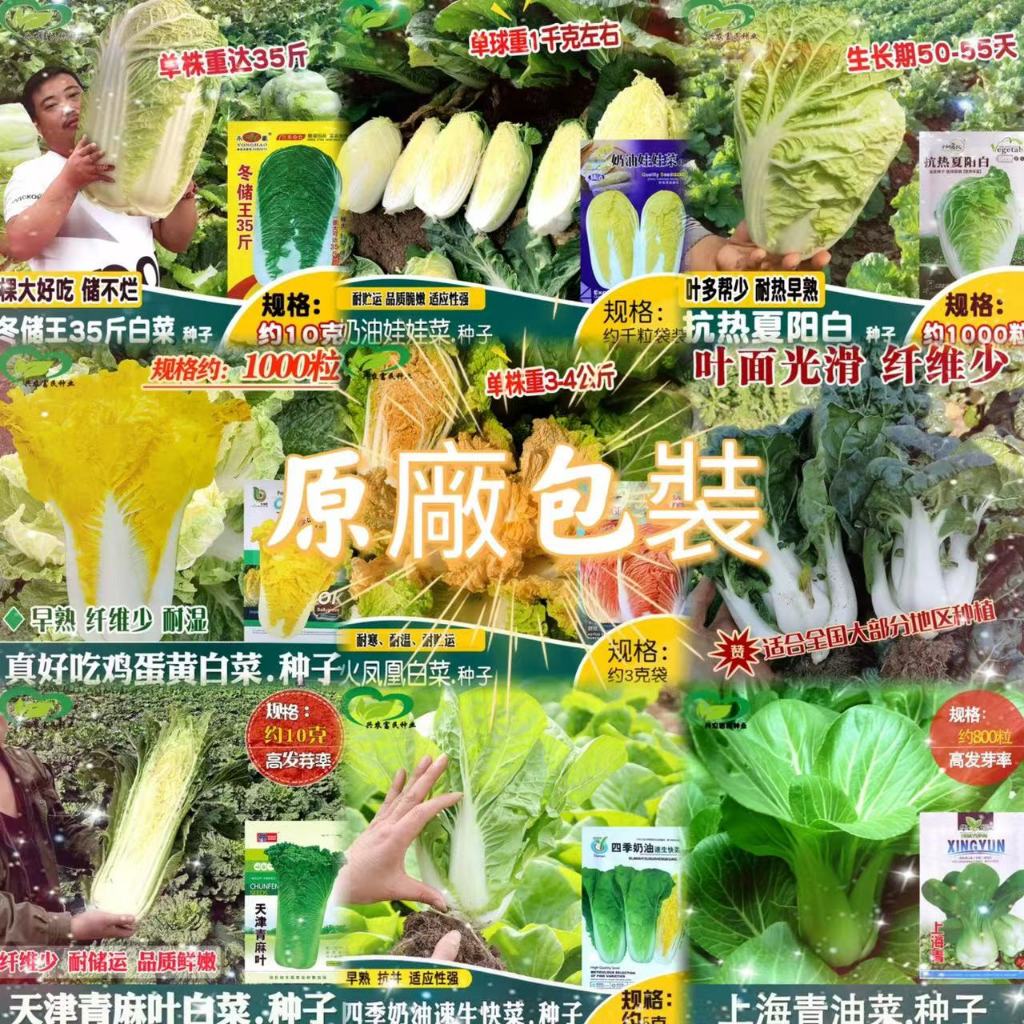 【原廠包裝】包對版 快菜種子 上海青種子 娃娃菜  白菜種子  奶油快菜 蔬菜種子