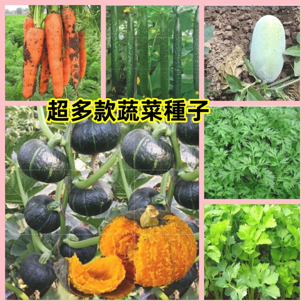 🔥【超多款蔬菜種子】四季種植蔬菜種子 上海青 小白菜 菜心 油麥菜種子