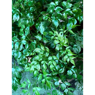 植plant & flower ~ 中國娃娃 China Doll