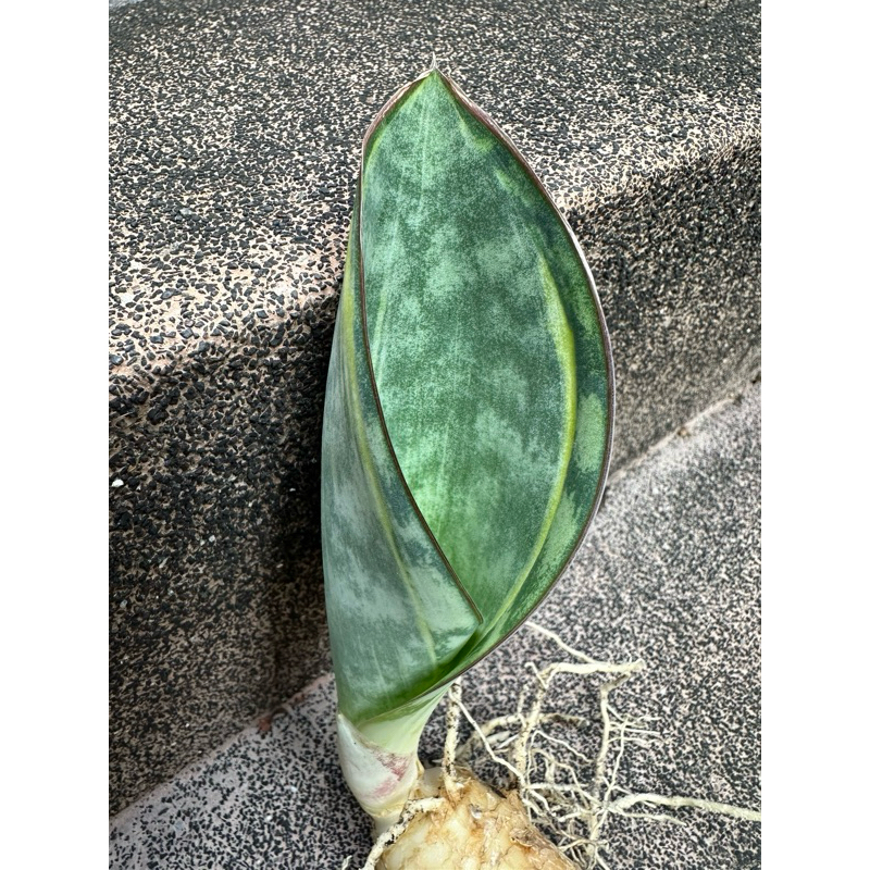 淨化空氣植物寶扇錦虎尾蘭