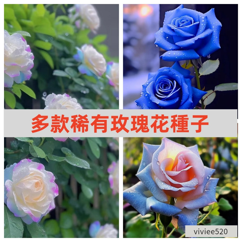 【臺灣玫瑰花種子】庭院新手易稀有品種 玫瑰種籽 超低價 室內外盆栽綠植